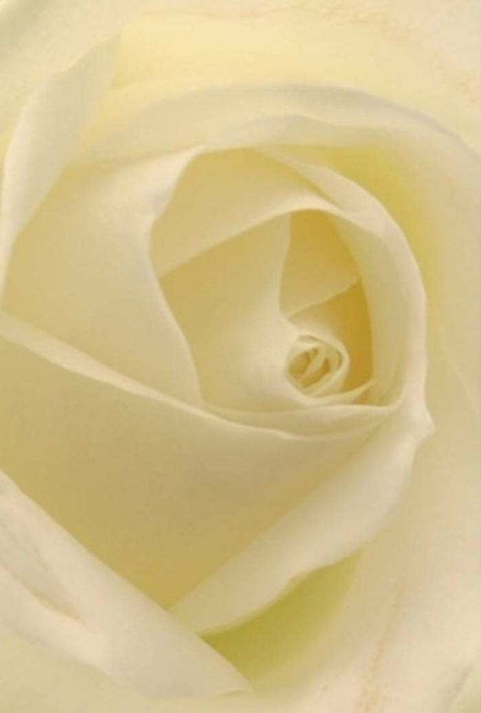 With the gaze of a seasoned florist in Wood Green, looking closely at this classic white rose reveals a tapestry of softness woven from layer upon layer of creamy petals. The color shifts gently from pure white at the edges to a warm, inviting cream near the heart, catching the light as though illuminated from within-reminiscent of the gentle, milky sunlight that gathers in the early hours over Alexandra Park. The bloom, composed with careful precision, radiates sophistication: its perfect spiral center, flawless and serene, is a symbol of hope and new beginnings-ideal as a romantic gesture for a Quernmore Road anniversary, or a sincere apology offered on a quiet morning. The shadow play between each petal deepens the bloom's natural beauty, while a barely-there scent of fresh mornings in North London lingers on the air. Every nuance, from the subtle gradation in tone to the expertly layered structure, testifies to the wisdom and patience that go into every arrangement made by a local florist who knows the heart of Wood Green. Whether displayed as a centrepiece or sent as a thoughtful expression of sympathy or love, this rose embodies purity, resilience, and a soft, unspoken elegance that makes it endlessly appropriate-whatever the occasion may be.